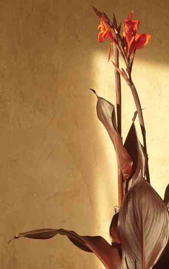 
Unearthed Paints Smooth Lime Plaster with Umber Deer Brown pigment, $29 for 2.5 kg.
